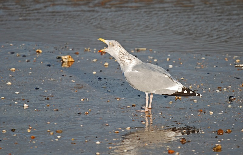 Herring Gull - Gulls