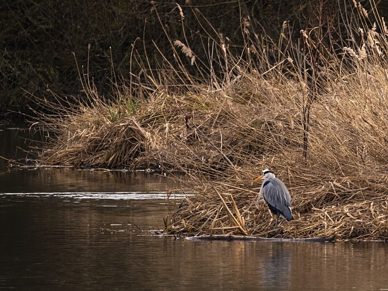Grey Heron - Herons and egrets