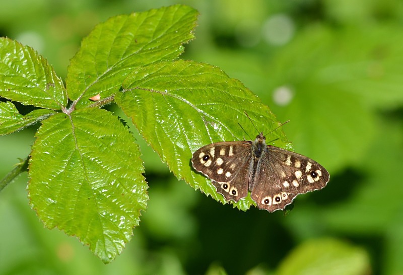 Speckled Wood - Butterflies