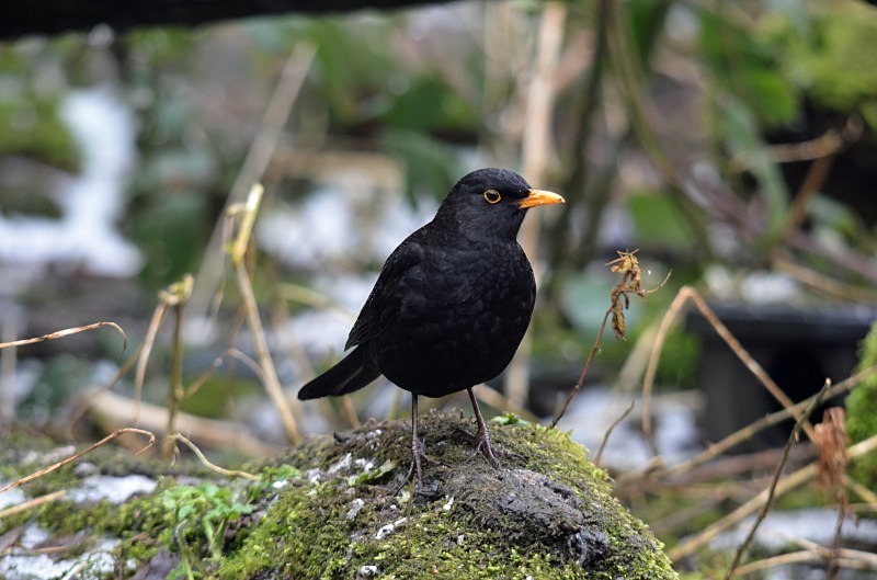 Blackbird - Thrushes