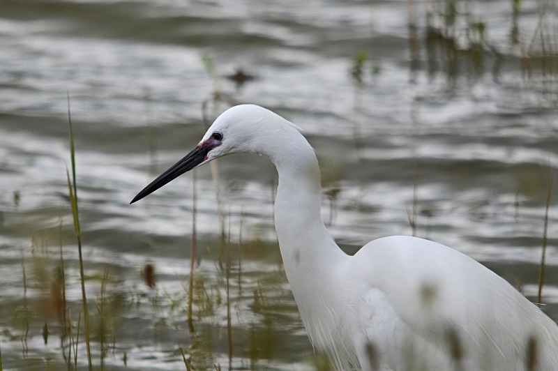 Little Egret - Herons and egrets