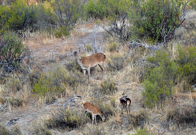Red Deer - South Spain - September 2013