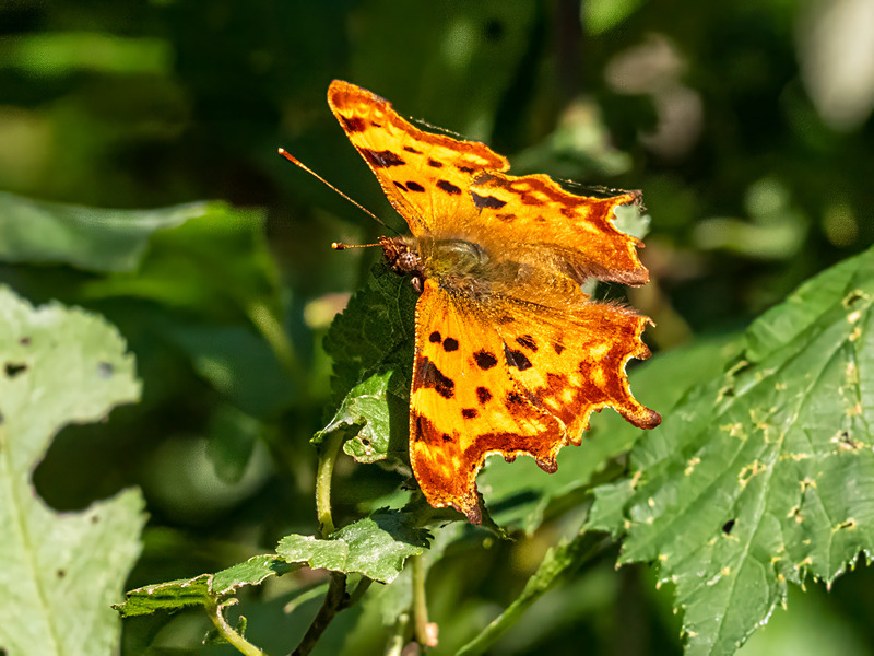 Comma - Latest photos