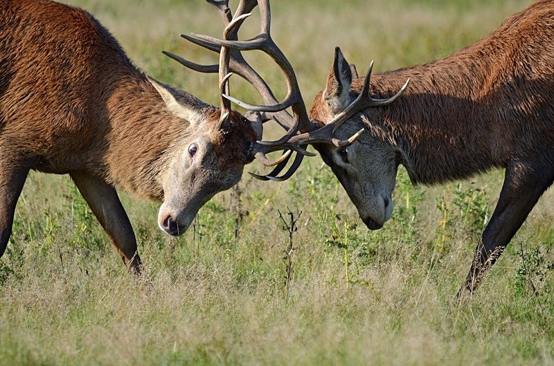Red Deer - Red Deer