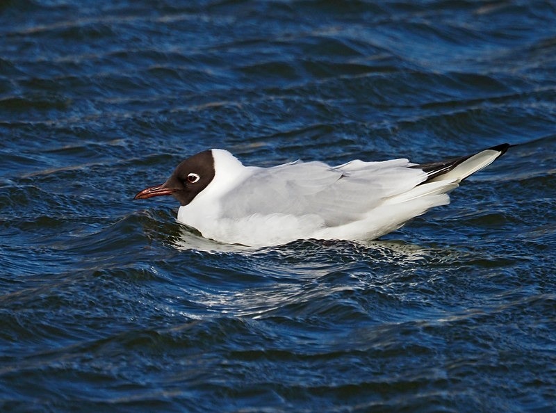 Black-headed Gull - Gulls
