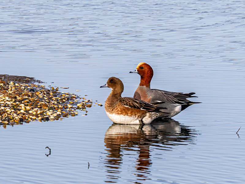 Wigeon - Latest photos