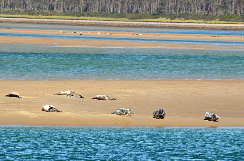 Common Seals - Common Seals