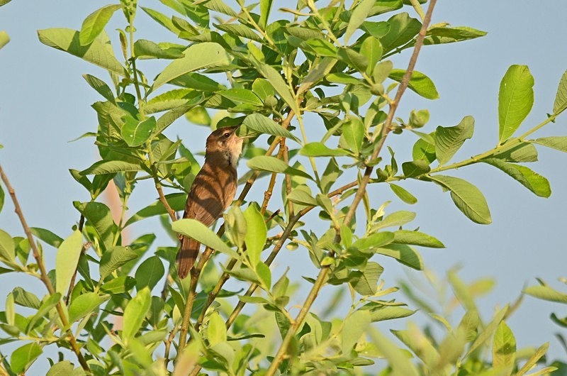 Savi's Warbler - Hungary