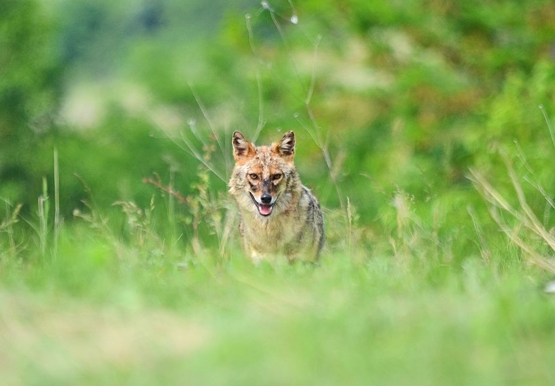 Golden Jackal - Bulgaria