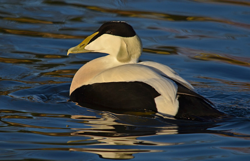 Eider - Diving ducks