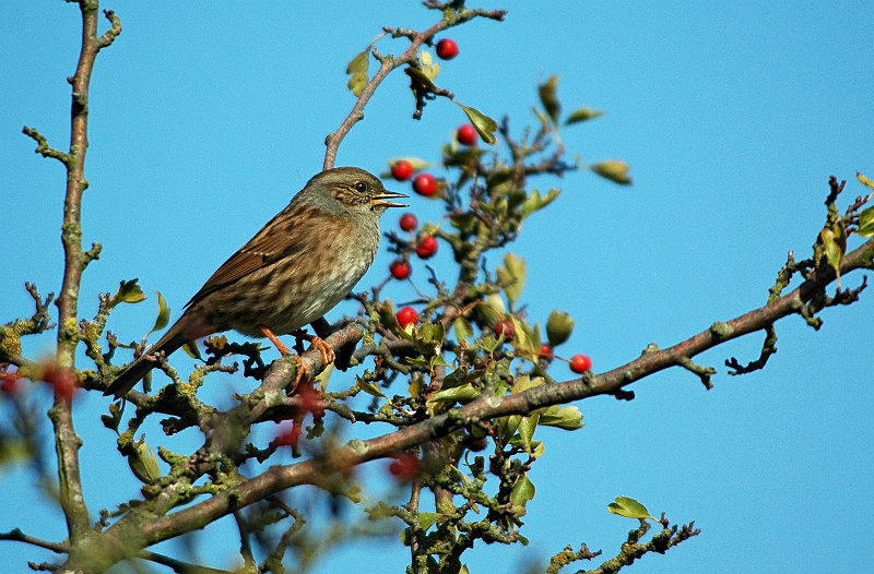 Dunnock - Dunnocks