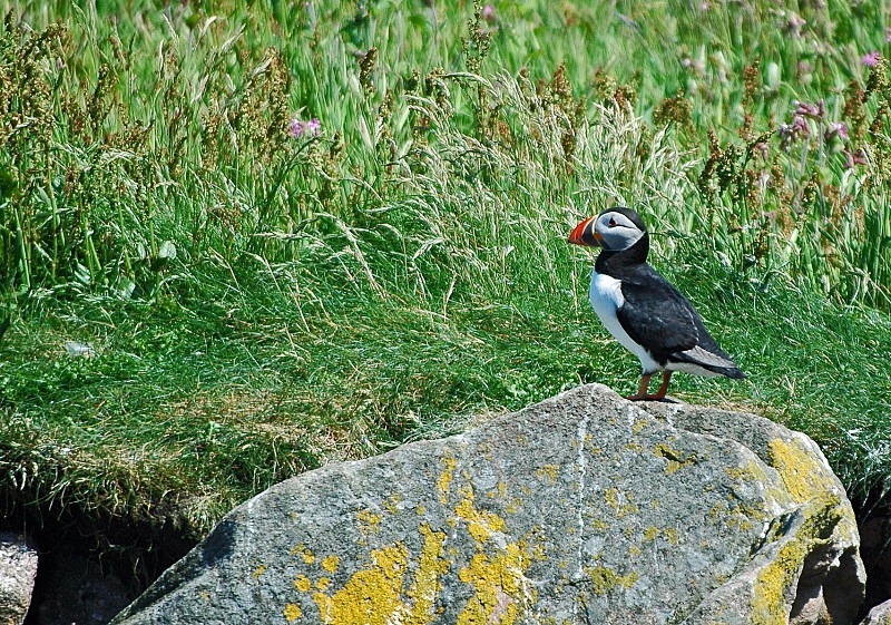 Puffin - Puffins
