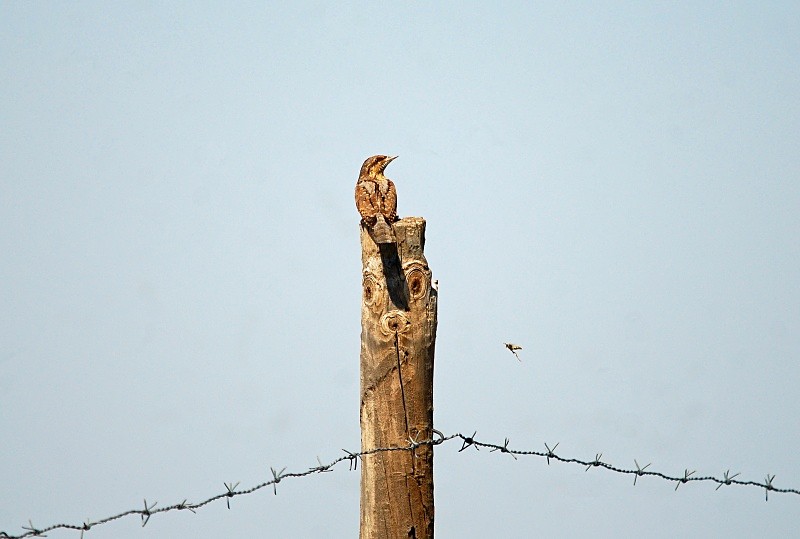 Wryneck - South and north west Spain - September 2010