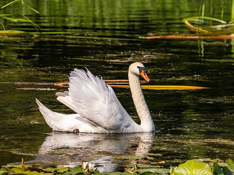 Mute Swan - Mute Swans