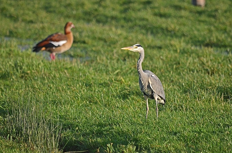 Grey Heron - Netherlands - December 2019
