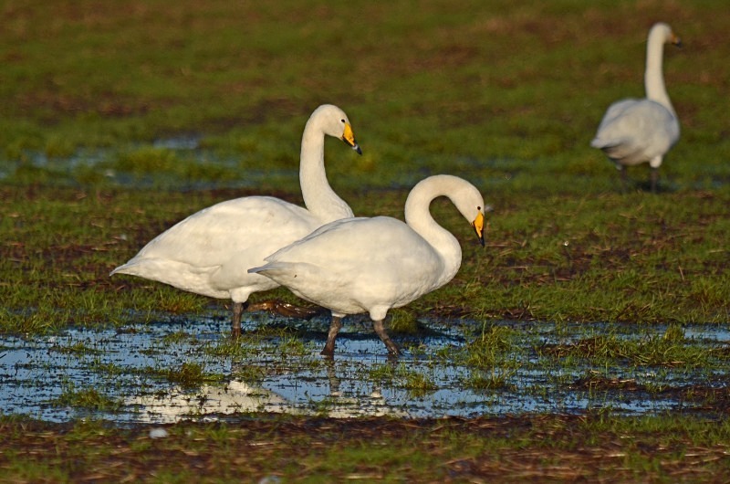 Whooper Swans - Whooper and Bewick's Swans