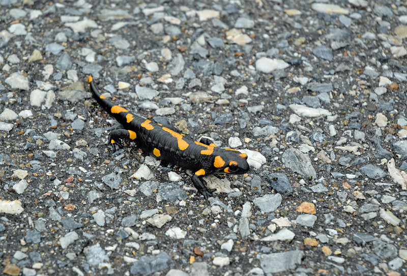 Fire Salamander - East Macedonia and Thrace