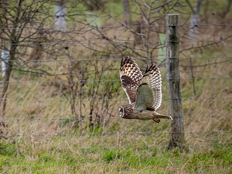 Short-eared Owl - Latest photos