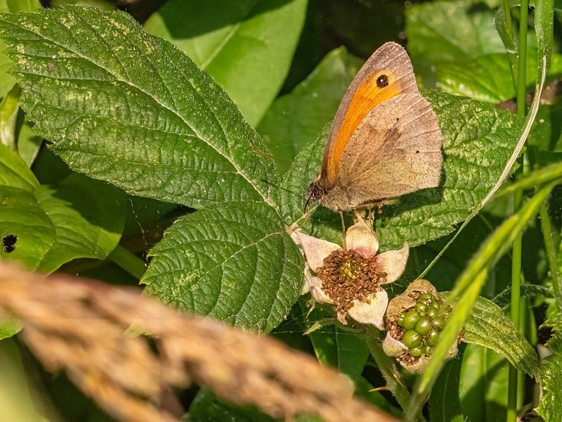 Meadow Brown - Butterflies