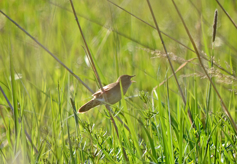 Grasshopper Warbler - Estonia