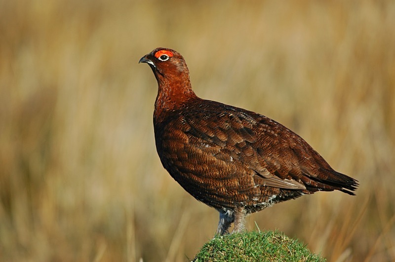 Red Grouse - Game birds