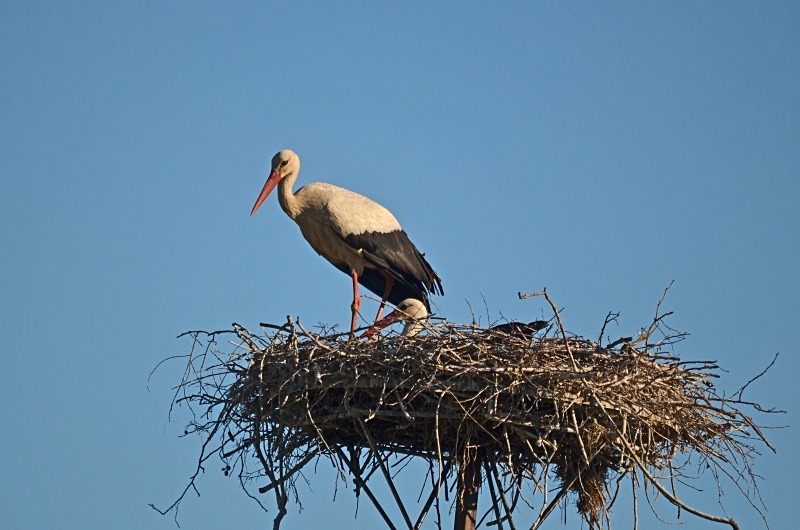White Storks - North east Poland - May 2013