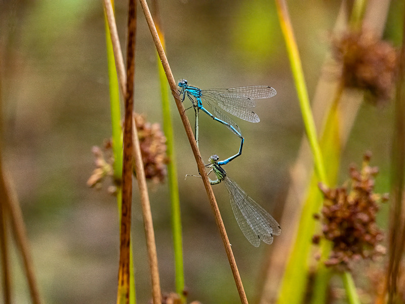 Azure Damselflies - Latest photos