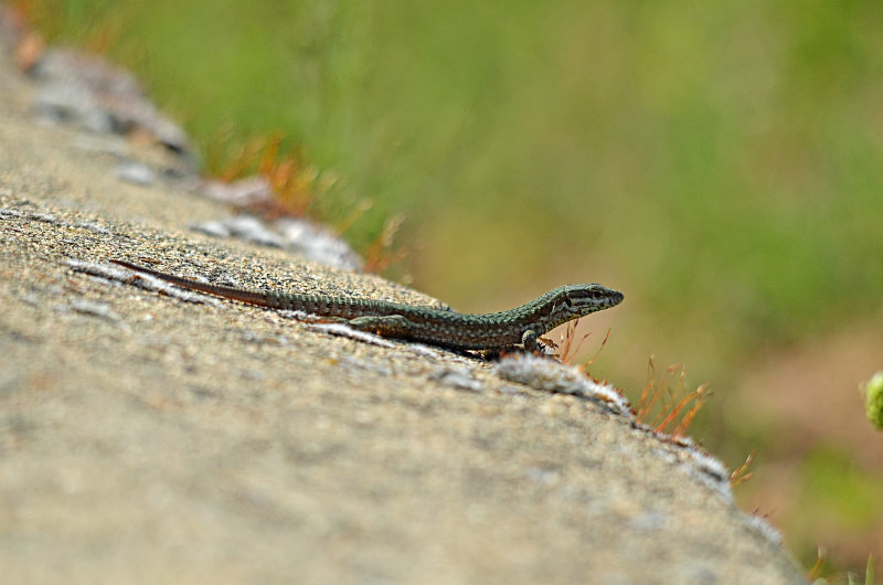 Common Wall Lizard - West Macedonia