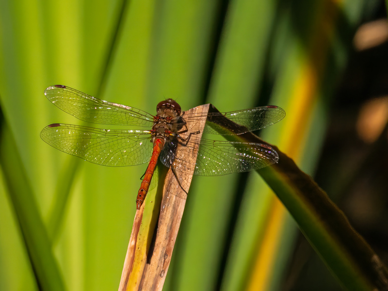 Common Darter - Dragonflies and damselflies