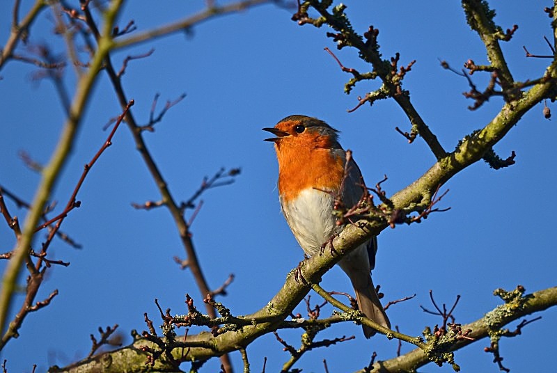 January to February 2014 - Robin - Photos of the month