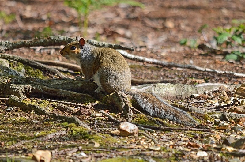 Grey Squirrel - Grey Squirrels