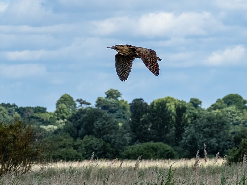 Bittern - Herons and egrets