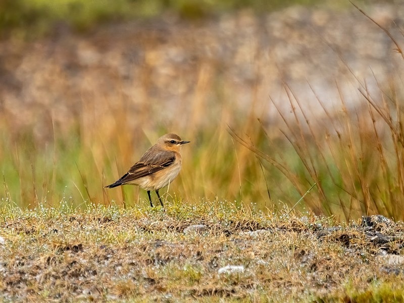 Northern Wheatear - Chats