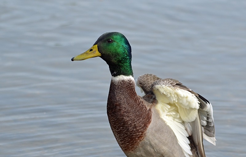 Mallard - Dabbling ducks
