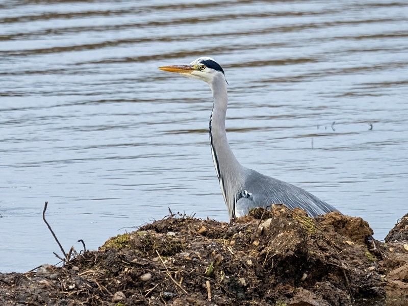 Grey Heron - Herons and egrets