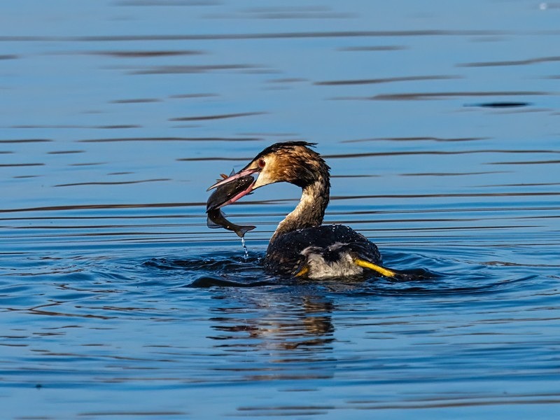 Great Crested Grebe - Grebes