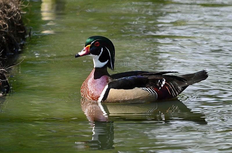 Wood Duck - Dabbling ducks