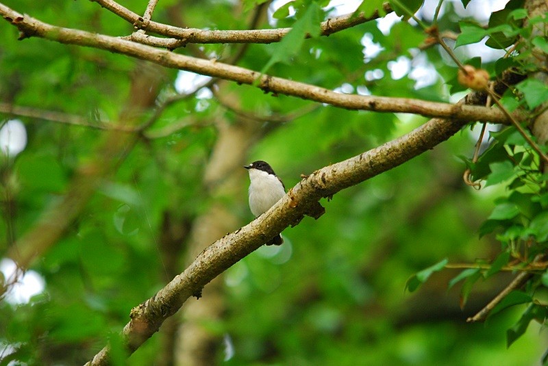 Pied Flycatcher - Flycatchers