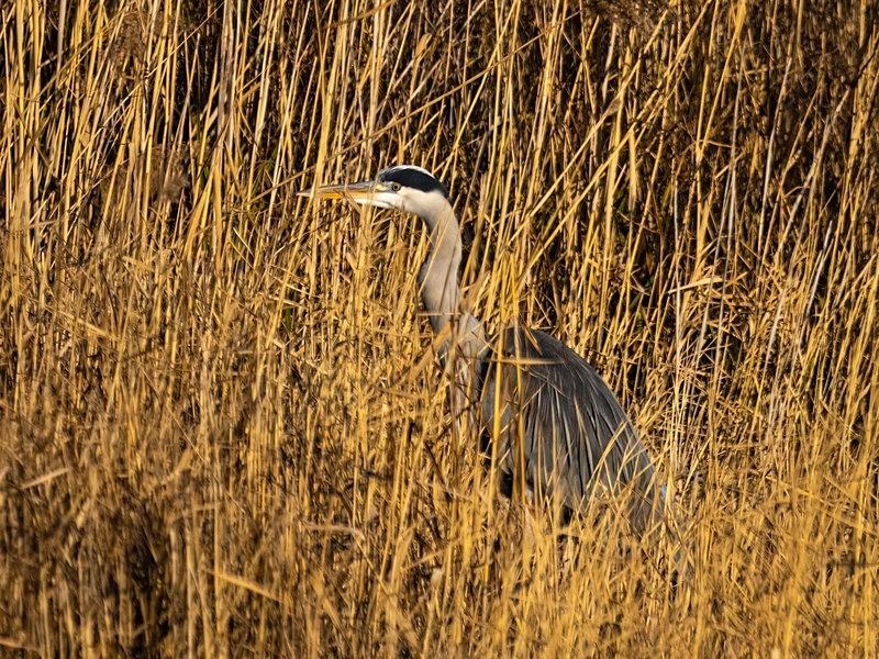 Grey Heron - Herons and egrets