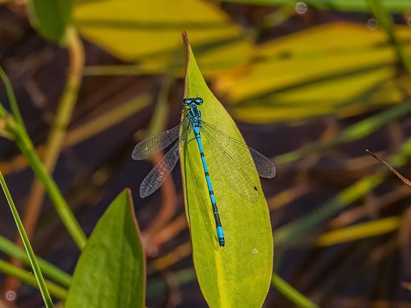 Azure Damselfly - Dragonflies and damselflies
