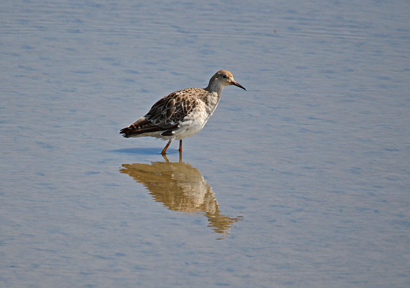 Ruff - Sandpipers