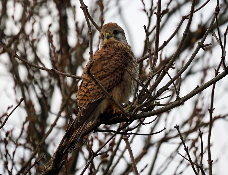 Kestrel - Birds of prey
