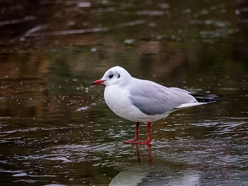 Black-headed Gull - Latest photos