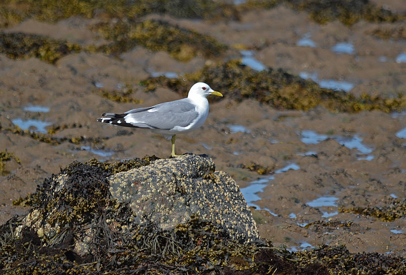 Common Gull - Gulls