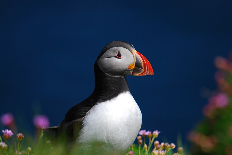 Puffin - Puffins