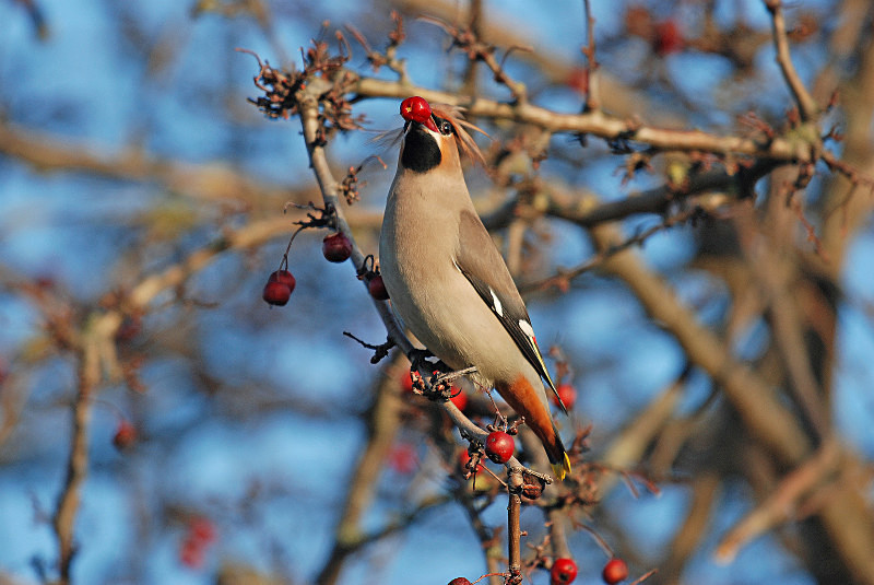 Waxwing - Waxwings