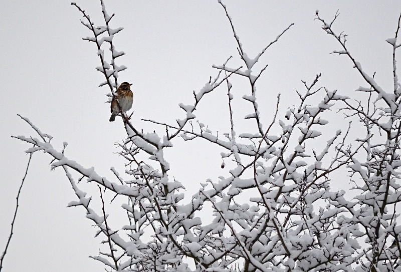 Redwing - Thrushes