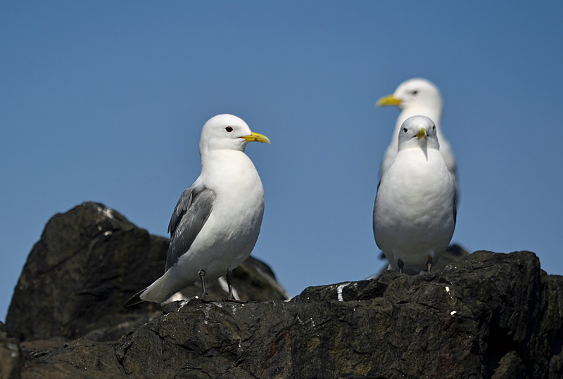 Kittiwakes - Gulls