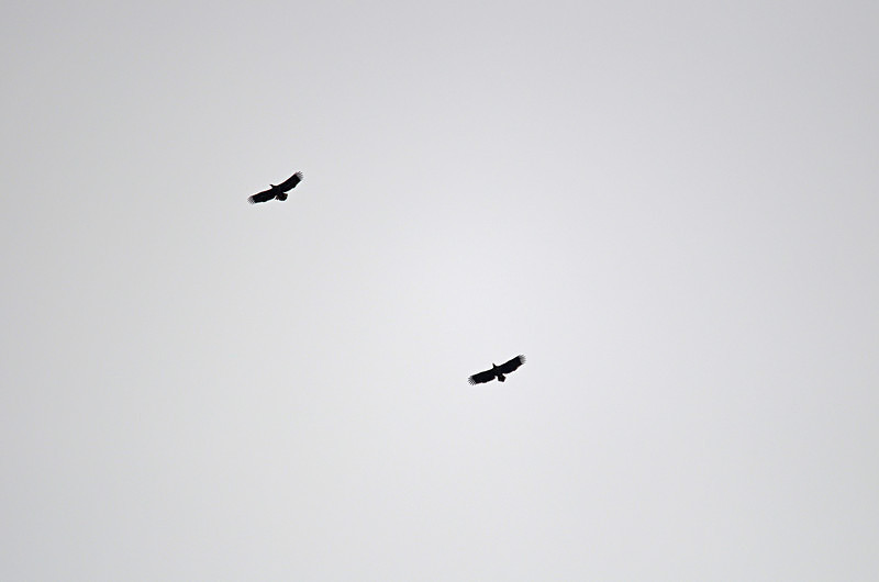White-tailed Eagles - Birds of prey