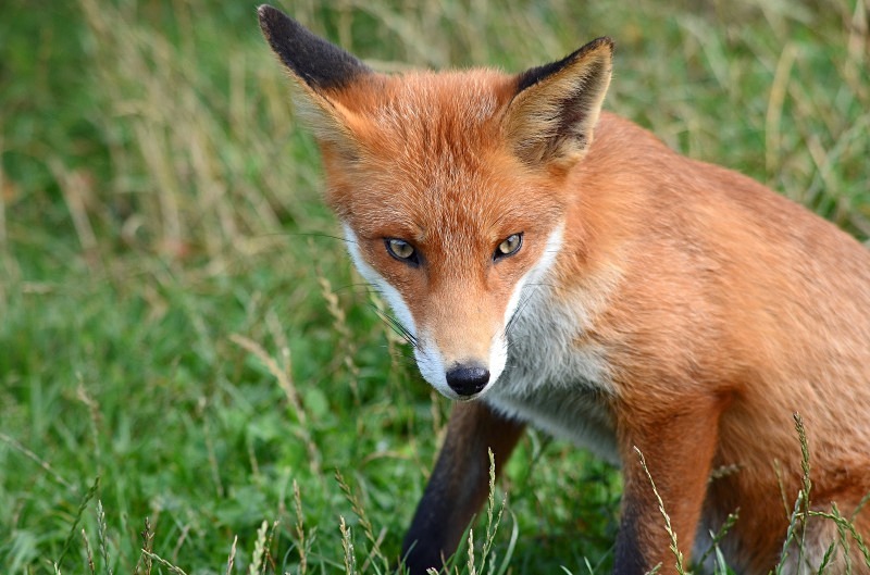 Red Fox - Red Fox